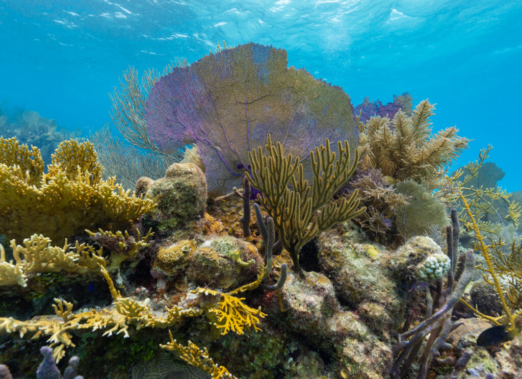 Voyage au Belize