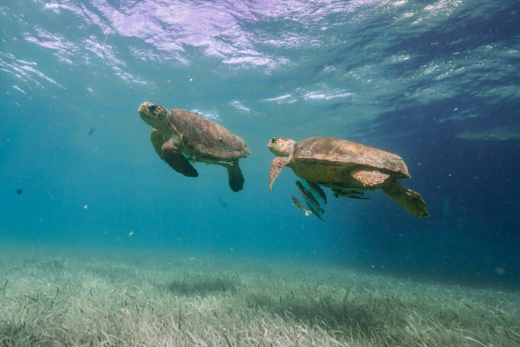 Turtle swimming around Silk Caye